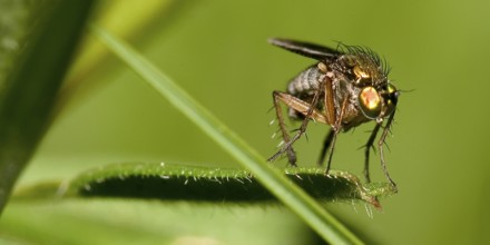 Fly, Sierra de Guadarrama National Park, Segovia, Castilla y León, Spain