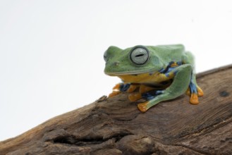 Green flying frog isolated in white background