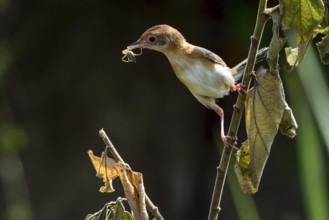 The golden-headed cisticola bird brings food for their chick