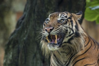 Big adult sumatran tiger with scary face