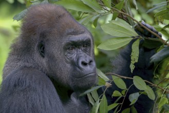 Lowland silverback gorilla in the forest