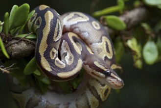 Ball python on a tree