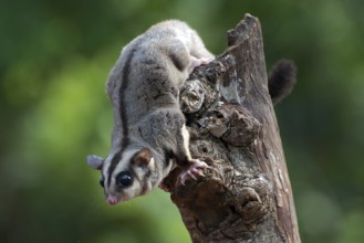 Sugar glider (Petaurus breviceps) on a tree branch