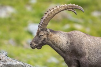 Ibex (capra ibex) in the rocky mountains of the Italian Alps. in the Grand Paradis National Park.