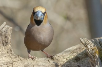 Hawfinch (Coccothraustes coccothraustes) resting on a branch in the forest in winter. Alsace,