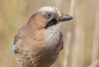 Eurasian Jay (Garrulus glandarius) perched on a branch. Alsace, France