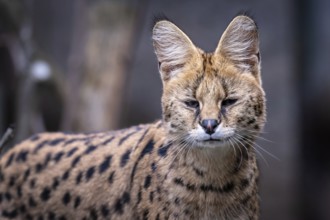Portrait of a serval, Leptailurus serval