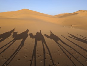 A caravan of dromedaries passing the Sahara desert in the evening, Erg Chebbi in Morocco