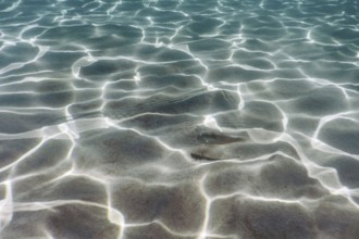 Sandy bottom, fish swimming underwater Pearly Razorfish