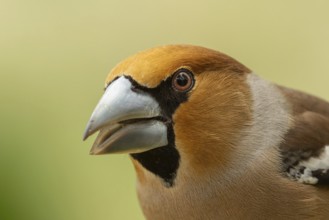 Male hawfinch (Coccothraustes coccothraustes) close-up, protected forest, Black Forest, Germany
