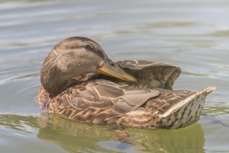 Female Mallard duck Close Up