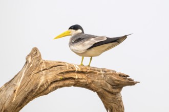 Large-billed Tern (Phaetusa simplex), Pantanal, inland, wetland, UNESCO Biosphere Reserve, World