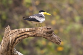 Large-billed Tern (Phaetusa simplex), Pantanal, inland, wetland, UNESCO Biosphere Reserve, World
