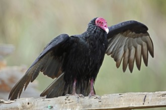 Turkey Vulture, Cathartes aura, Chile