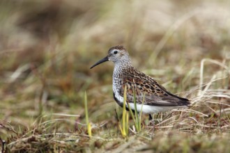 Dunlin, Dunlin