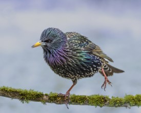 Starling (Sturnus vulgaris) in spring plumage standing one-legged on a rotten branch, Hochrhein,