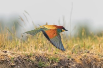 European Bee Eater In Flight (Merops Apiaster)
