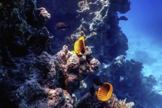 Diagonal butterflyfish (Chaetodon fasciatus) Coral fish, Tropical waters, Marine life