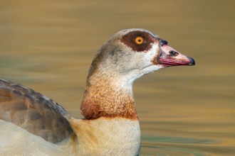 Nile Goose, Alopochen aegyptiaca, portrait, swimming, in the lake