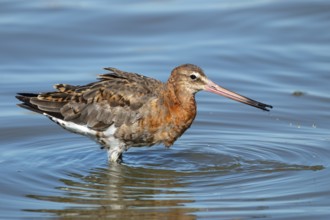 Black-tailed godwit, Limosa limosa