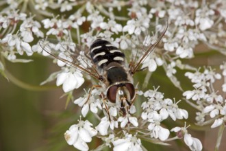 Scaeva pyrastri, Scaeva pyrastri