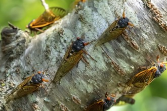 The 17-year cicada, Magicicada cassini, emerges in vast numbers in North America every 17 years,