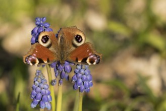 Peacock butterfly (Aglais io) on a flower