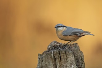 Nuthatch on an old tree stump