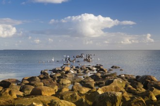Swans, Cormorants and Seagulls on the coast of the Baltic Sea, Ruegen Island, Germany