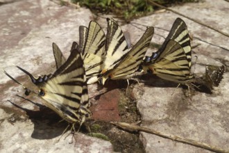 A lot of butterflies on the ground