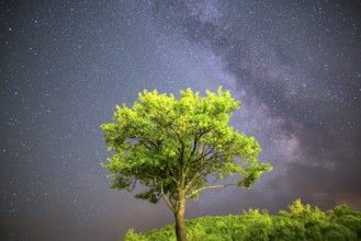 A view of the stars of the Milky Way. Green plum tree with plums high in the mountain in the