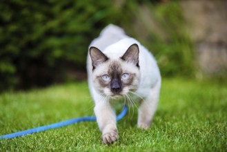 Cute funny young cat of the Mekong Bobtail breed, walks merrily on a green juicy meadow. A cat from