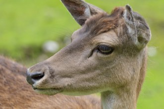 Doe, fallow deer, Karwendel, Tyrol, Austria