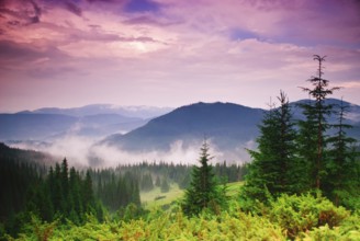 Landscape with fog in mountains and rows of trees
