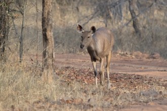 Sambar (Cervus unicolor), roe deer, deer, horse deer, noble deer, Bandhavgarh National Park, tiger
