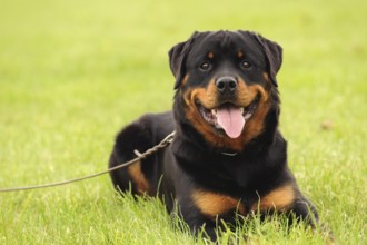 Rottweiler 1