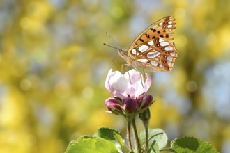 Spring