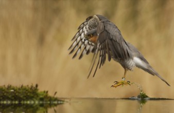 Sparrowhawk (Accipiter nisus)
