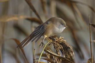 Bearded tit, female, Panurus biarmicus, bearded reedling, female