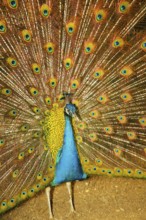 The royal peacock who has effectively opened a beautiful tail