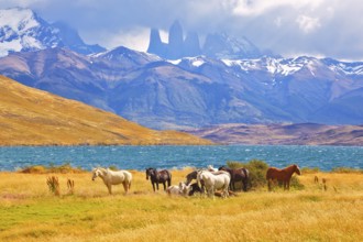 Beautiful thoroughbred horse grazing in a meadow near the lake. On the horizon, towering cliffs