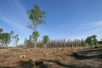 Dead spruces following bark beetle infestation. The consequence of global warming