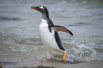 A gentoo penguin (Pygoscelis papua) landing on a beach, Pebble Island, Falkland Islands, Great