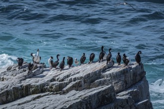 Blue-eyed Cormorant (Phalacrocorax atriceps), also Imperial shag, on a cliff by the sea, Pebble