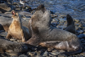Maned seals (Otaria flavescens) showing readiness to mate, Bleaker Island, Falkland Islands, Great