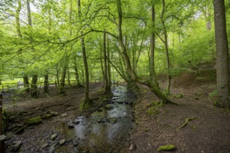 Small stream flows through a green forest full of trees and moss, calming atmosphere, the Gelpe in