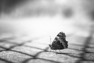 Close up of a butterfly in black and white, on blurry background