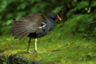 Common moorhen on a pond in the Essener palace gardens. Common Moorhen on a pond in the Essener