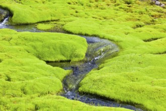 Iceland Small River Stream with green moss. Horizontal shot