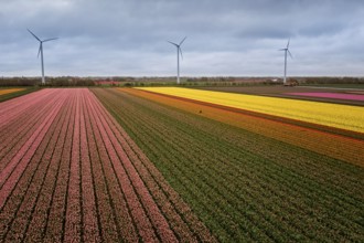 Multicolored flowers, tulip in the fields in the Netherlands